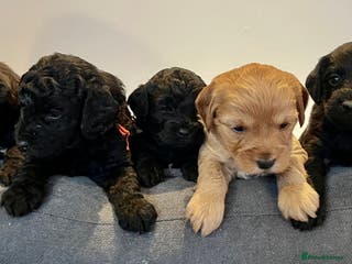 Jackapoo dogs Jackapoo Puppies - Advert 6