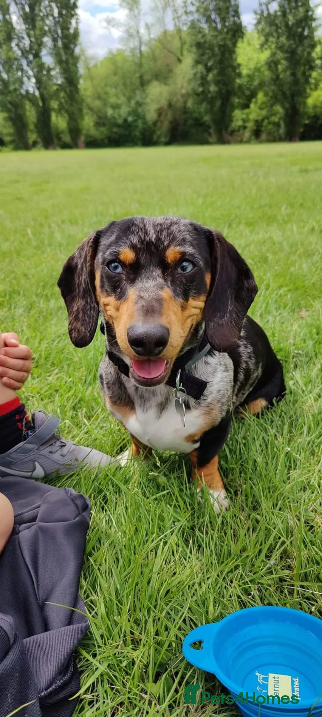 Jackshund dogs for sale: A stunning Jack Russell Terrier and Dachshund mix. - Advert 39