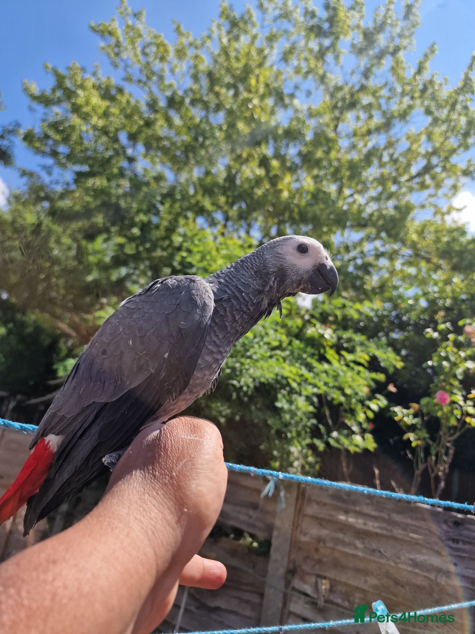 Parrots birds Super tame African Greys  - Advert 18