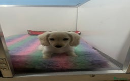Miniature Dachshund dogs for sale: Cream Longhair Miniature Dachunds Ready Now - Image 3