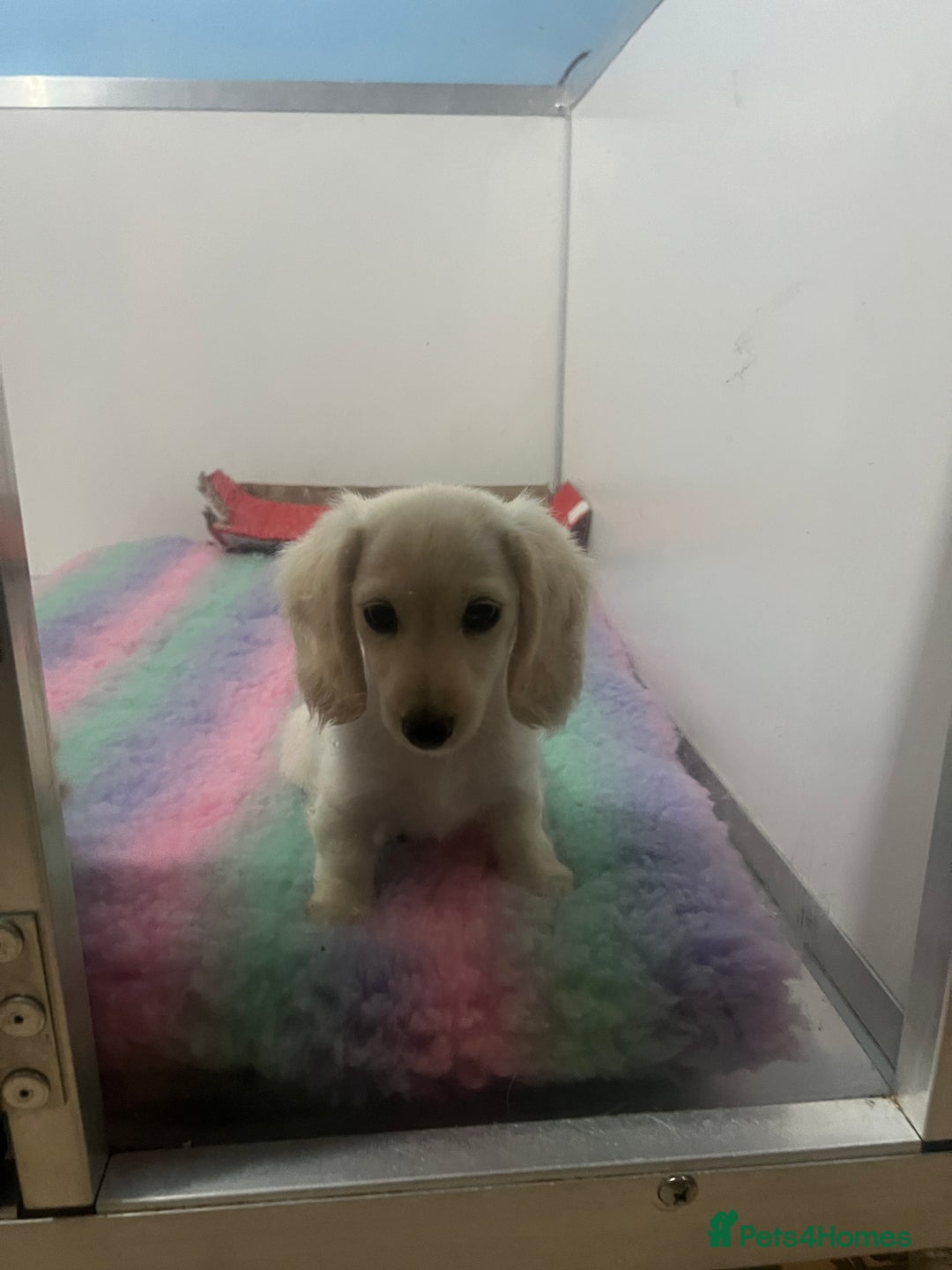 Miniature Dachshund dogs for sale: Cream Longhair Miniature Dachunds Ready Now - Image 3