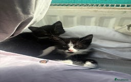British Shorthair cats for sale: 8 week old kittens - Image 4