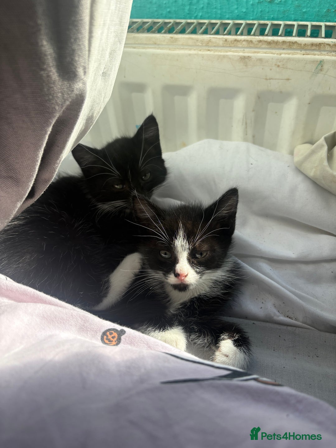 British Shorthair cats for sale: 8 week old kittens - Image 4