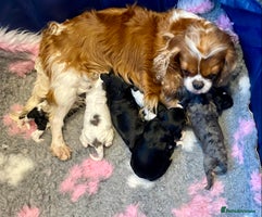 Cavapoo dogs - Advert 4