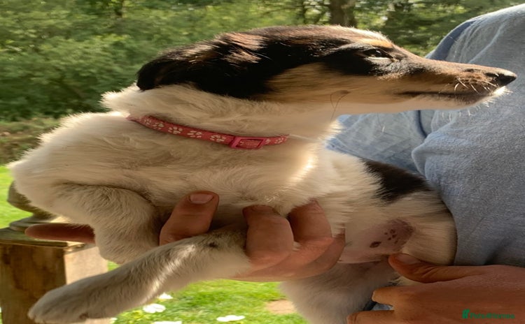 Border Collie dogs - Advert 1
