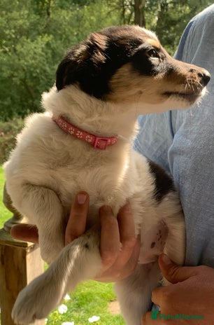 Border Collie dogs - Advert 9