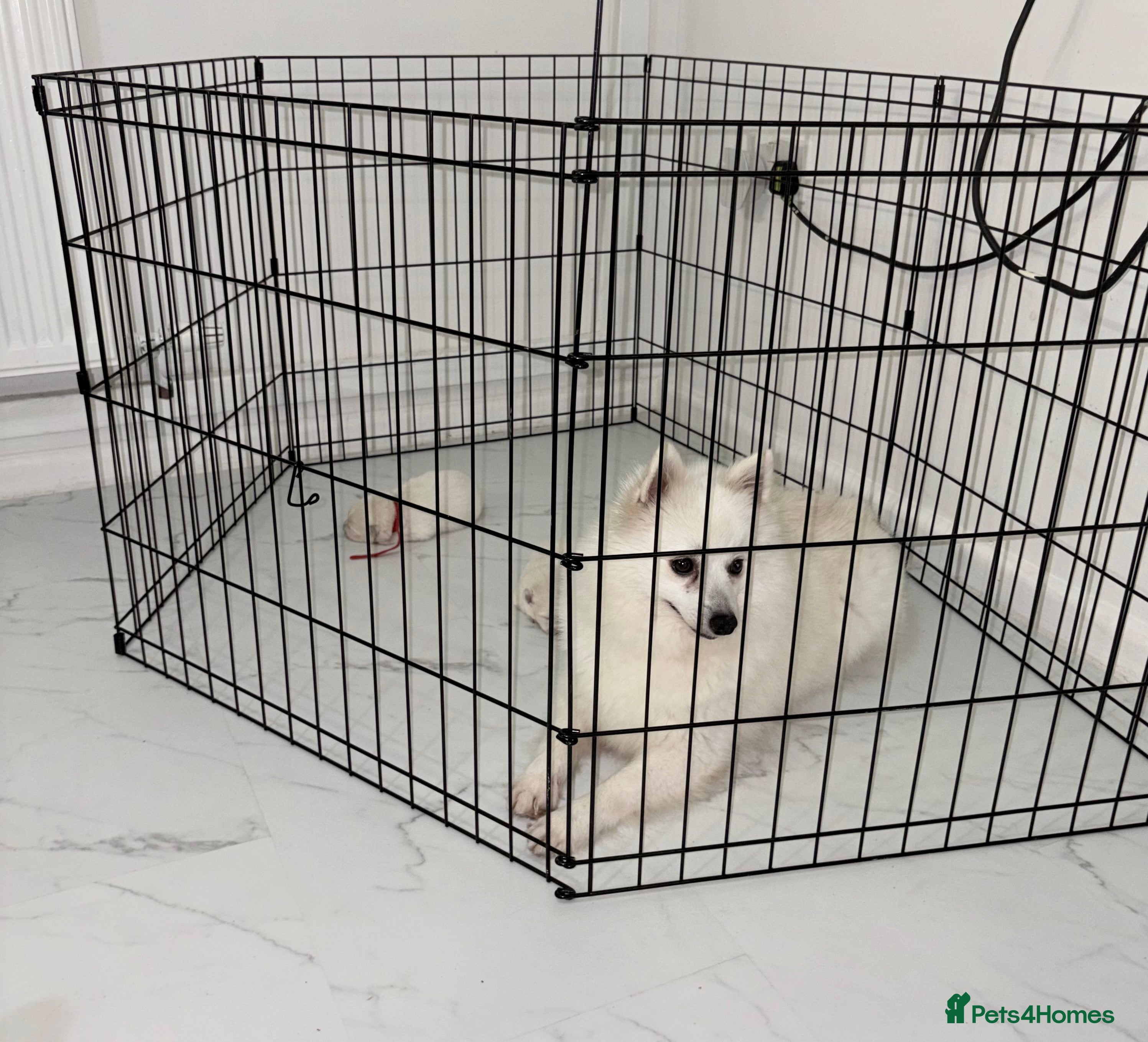 Japanese Spitz dogs Beautiful Japanese spitz puppy’s  - Advert 1