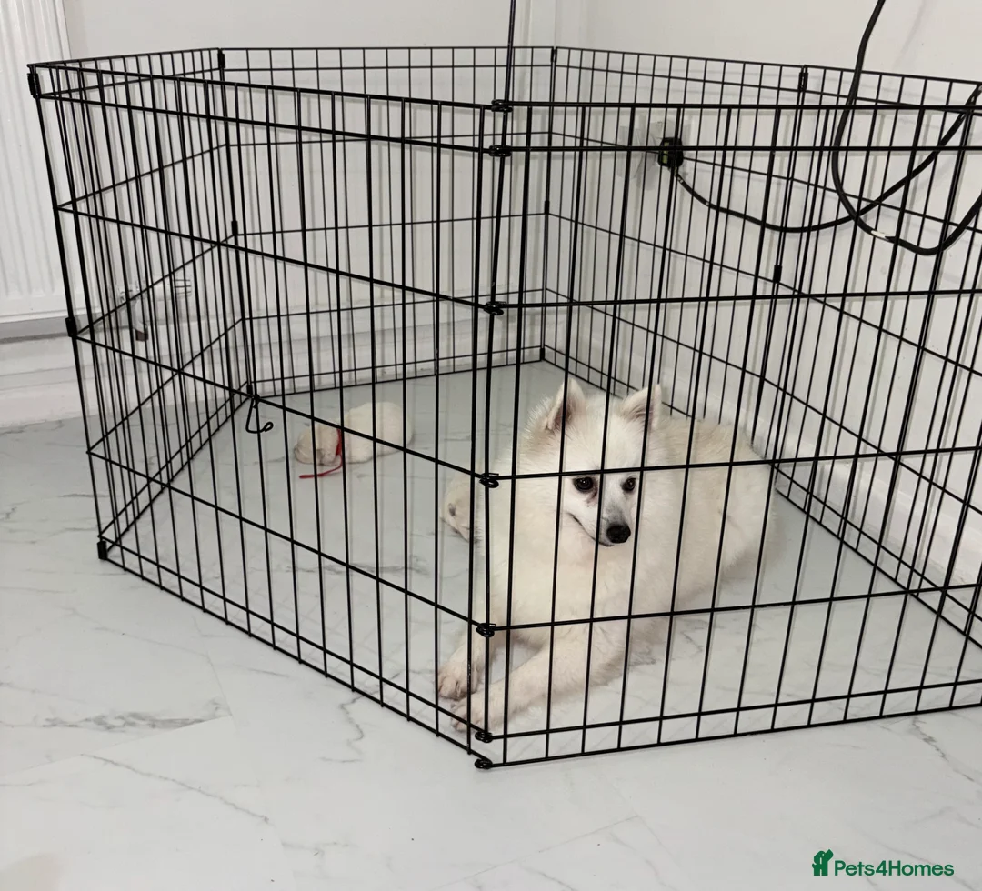Japanese Spitz dogs for sale: Beautiful Japanese spitz puppy’s  - Advert 1