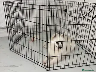 Japanese Spitz dogs Beautiful Japanese spitz puppy’s - Advert 1
