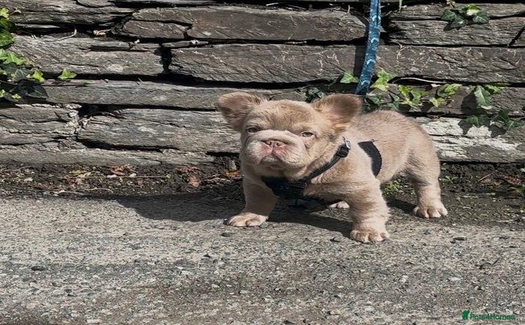 French Bulldog dogs - Advert 4
