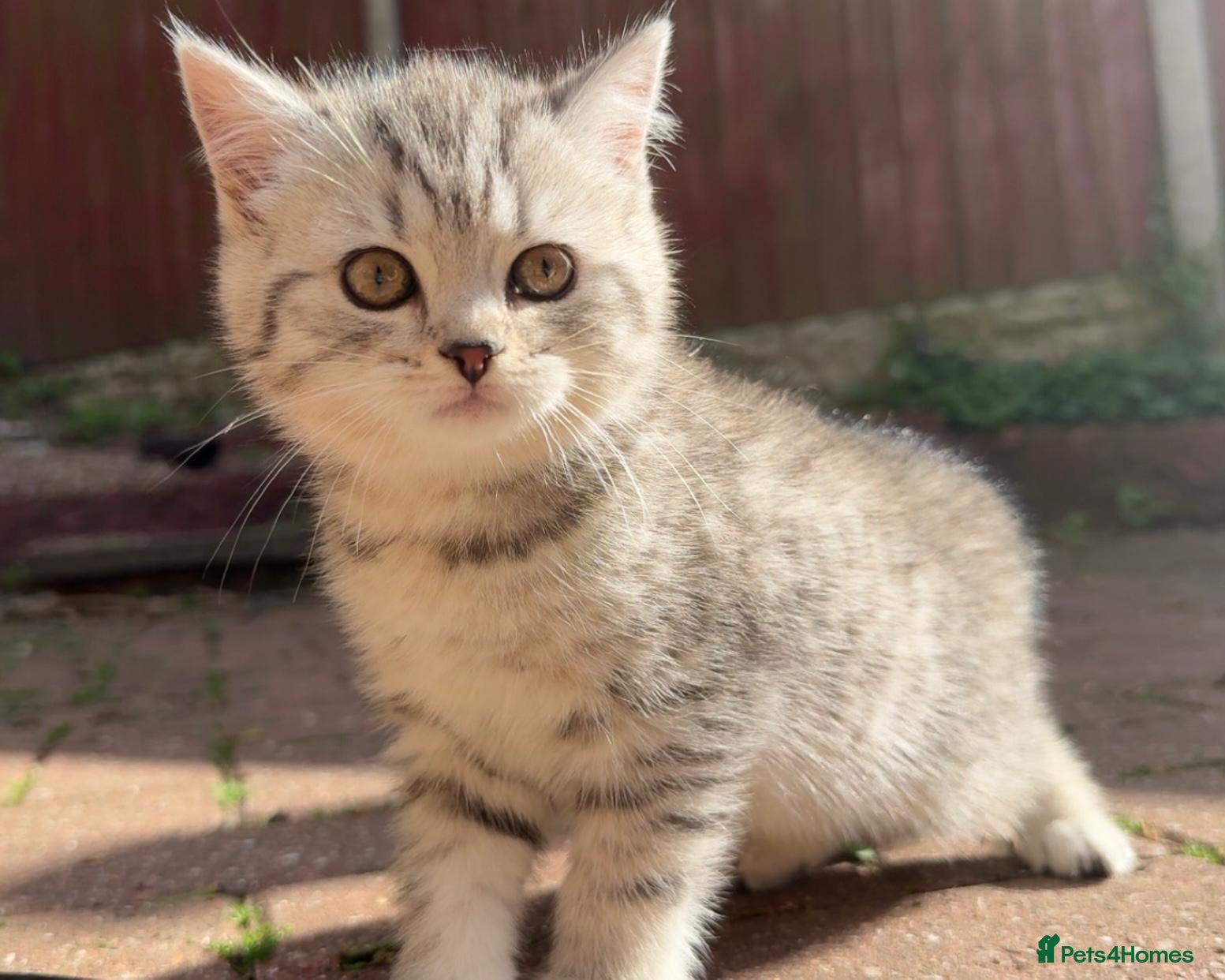 British Shorthair cats Blue silver tipped kitens GGCF *Reserve Now* - Advert 2