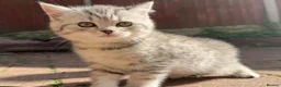 British Shorthair cats for sale: *Ready to leave 2 weeks* GCCF BSH silver tipped  - Advert 10