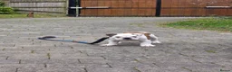 English Bulldog dogs for sale: Bulldog for permanent adoption URGENT - Advert 6
