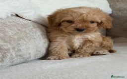 Cockapoo dogs for sale: F1 cockapoo puppies PRA TESTED - Image 2