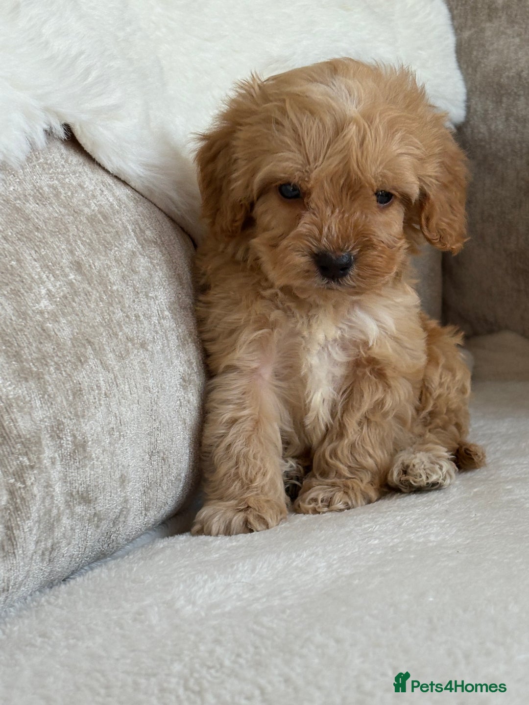 Cockapoo dogs for sale: F1 cockapoo puppies PRA TESTED - Image 2