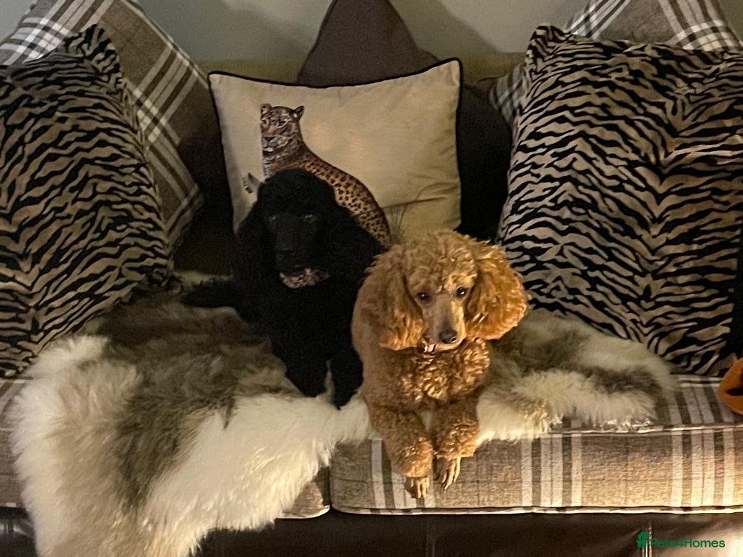 Miniature Poodle dogs for sale: KC reg miniature poodles, 5* licensed  - Image 11