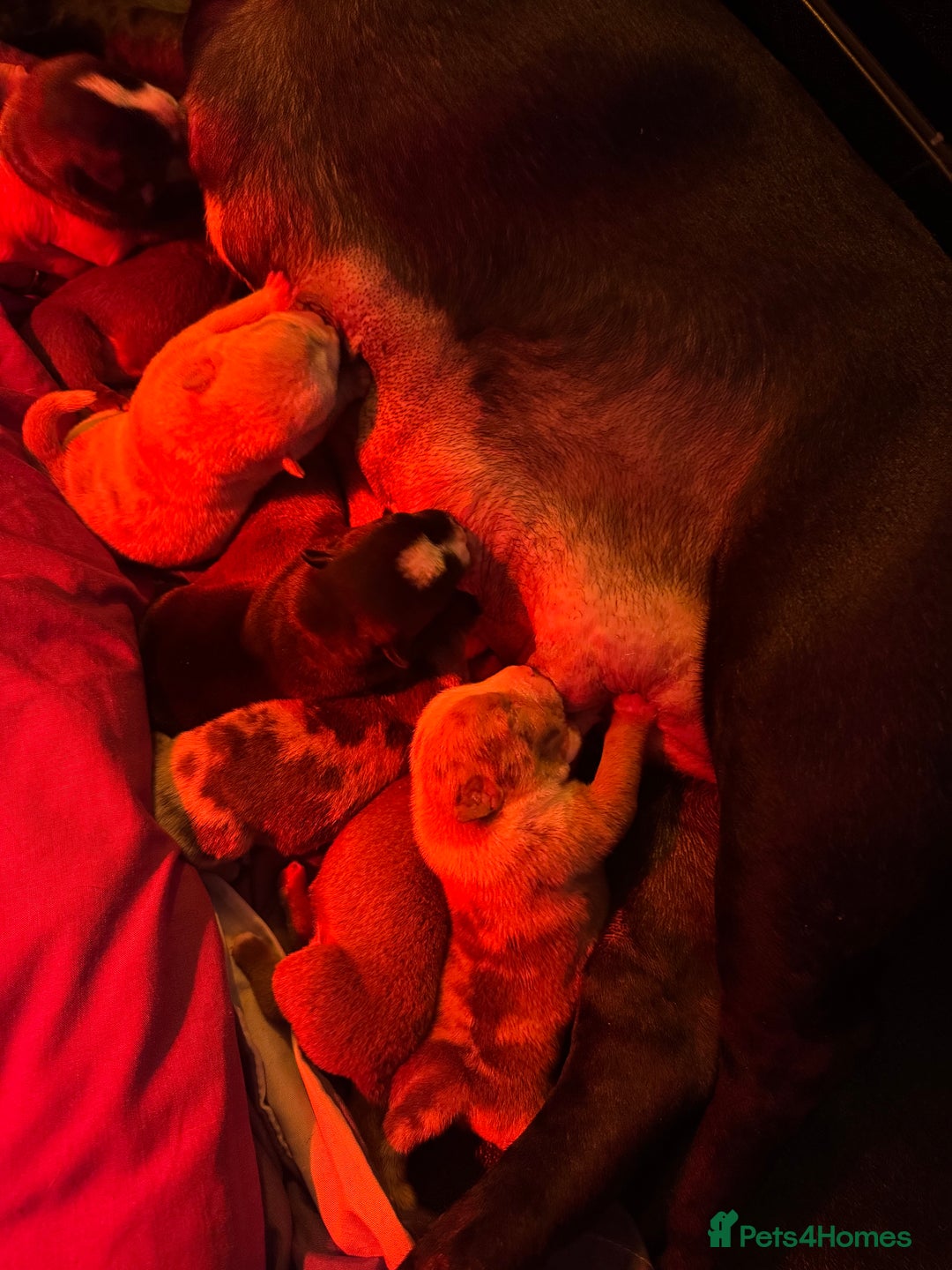 American Bully dogs for sale: American Pocket Bully VERY HIGH QUALITY  - Advert 5