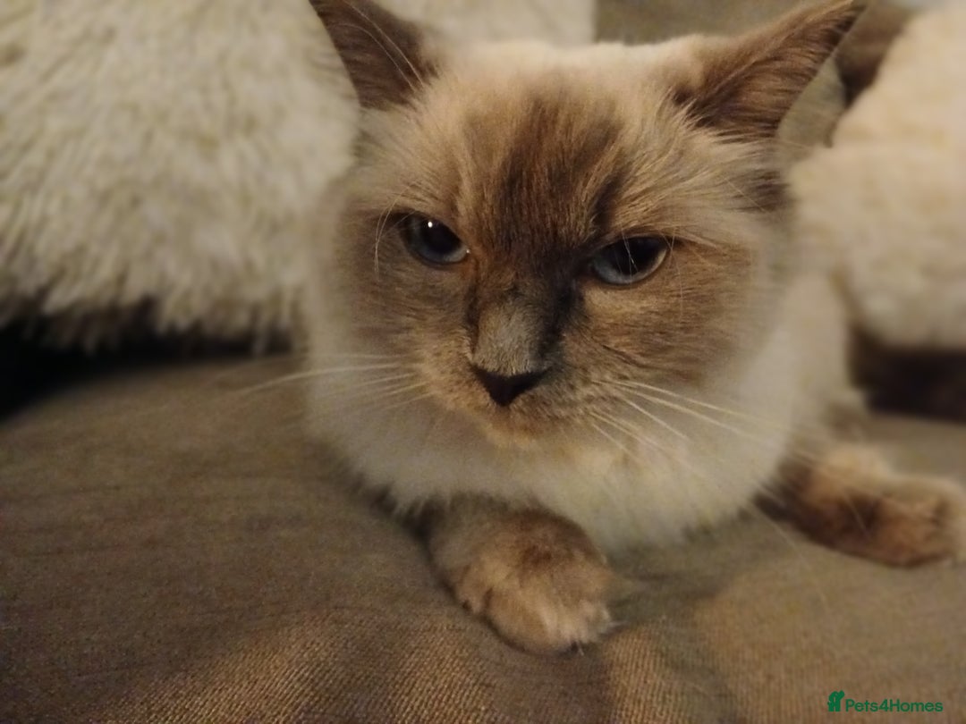 Ragdoll cats for sale: 6 Adorable 1/2 Pedigree Ragdoll Kittens 💗  - Advert 22