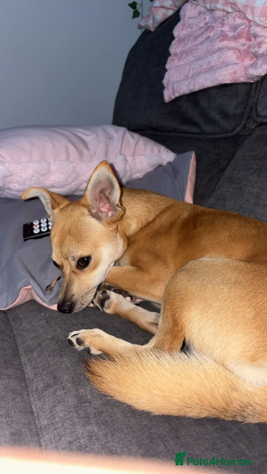 Mixed Breed dogs for sale: 7 month old Jack russell X pomeranian  - Advert 2