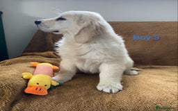 Golden Retriever dogs for sale: KC Registered Golden Retriver Puppies - Image 10