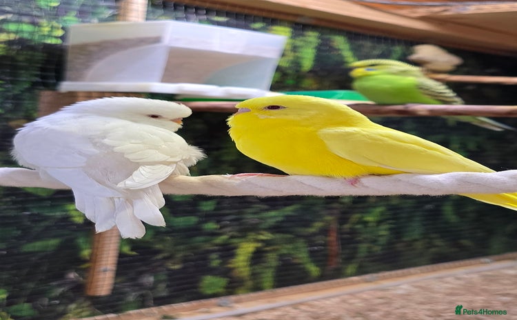 Budgerigars birds - Advert 3