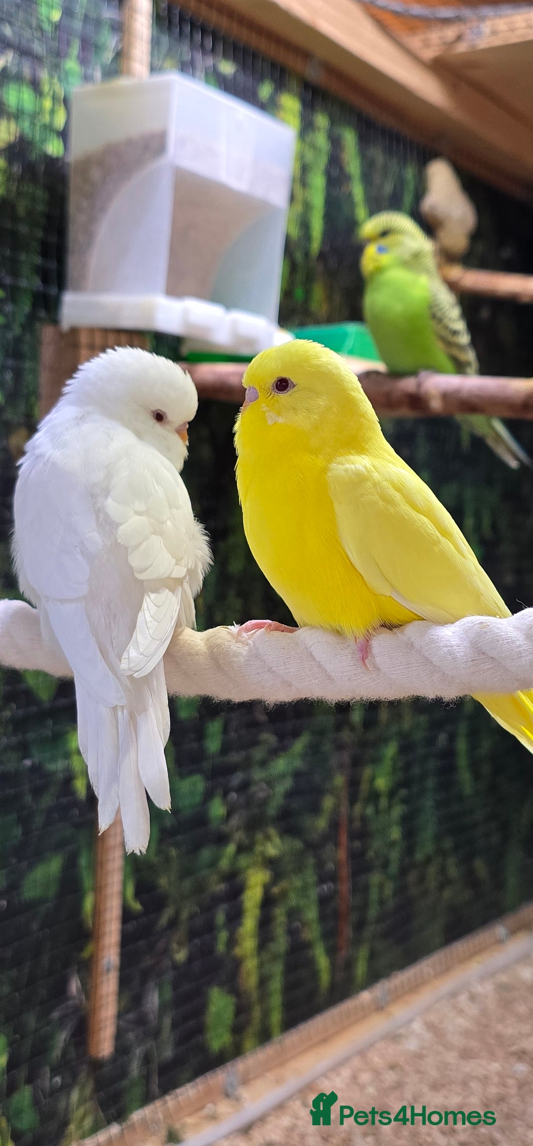 Budgerigars birds for sale: Young budgerigars for sale. - Image 1