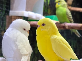 Budgerigars birds - Advert 6