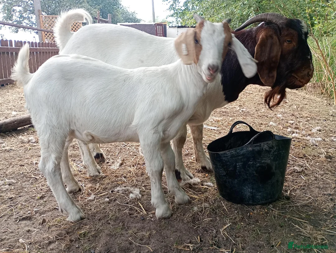 Goats livestock for sale: Boer goats in Deeside - Advert 2