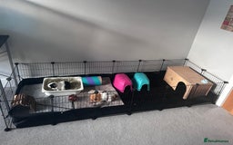 Guinea Pig rodents for sale: 2 bonded female guinea pigs - Image 4