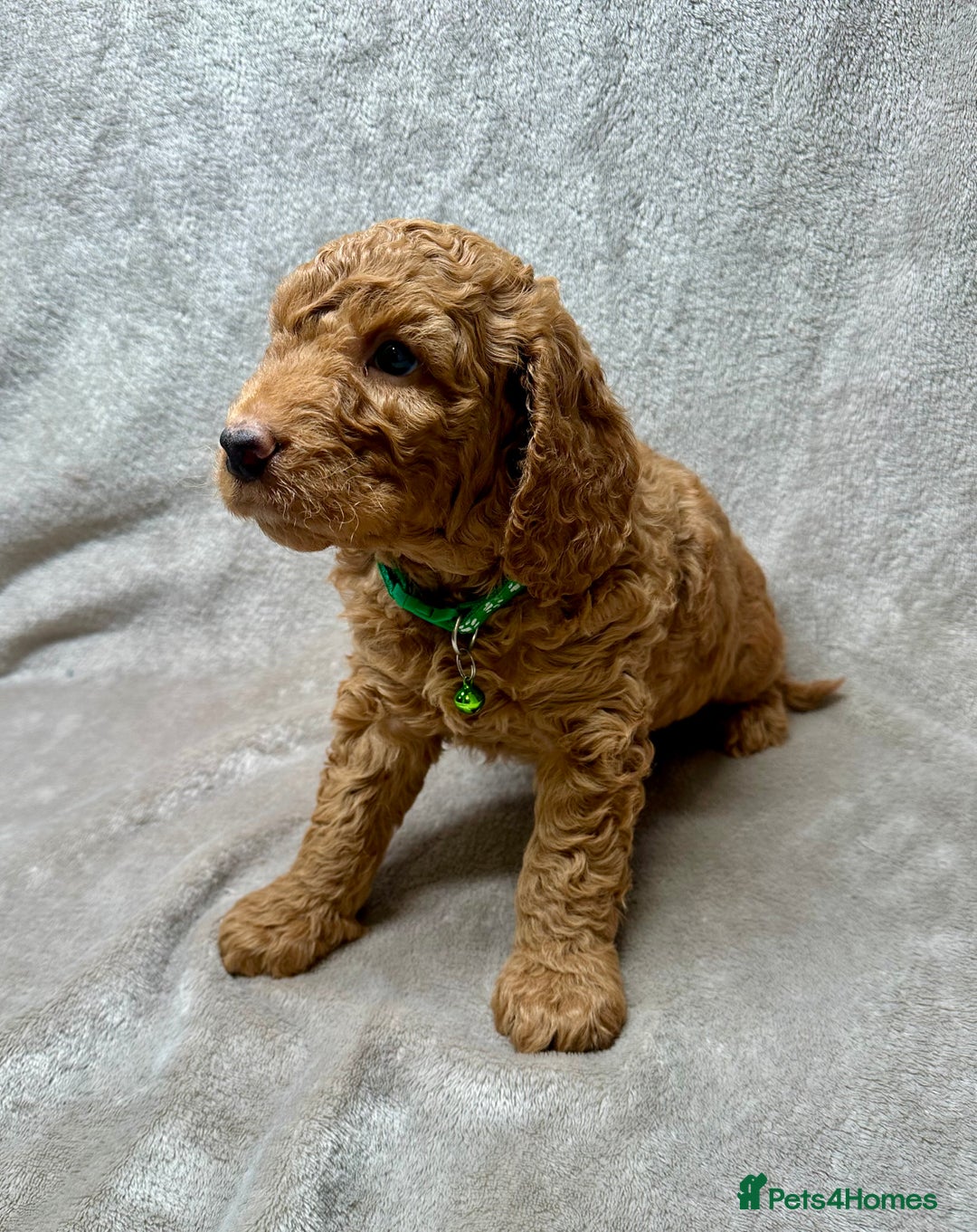 Cockapoo dogs for sale: Red Mini Cockapoo Puppies-Ready - 14 of January  - Advert 20