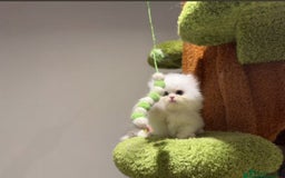 Munchkin cats for sale: Persian short legged munchkin  - Image 1
