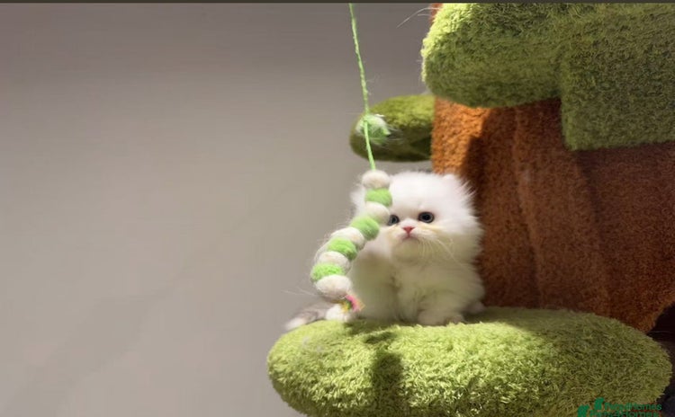 Munchkin cats - Advert 1