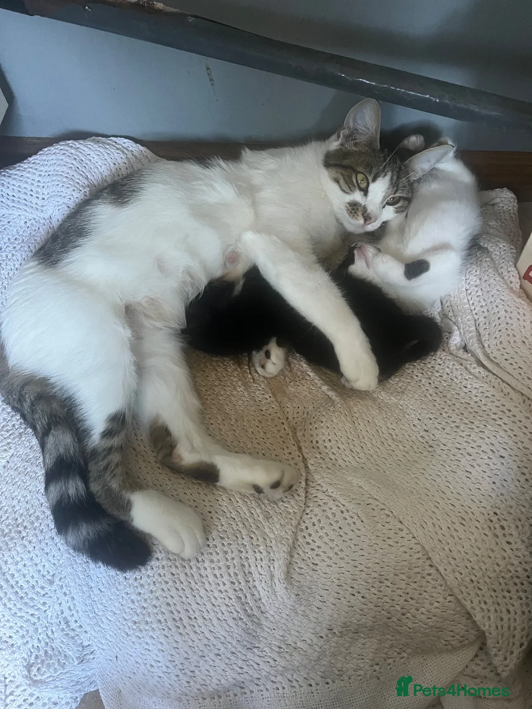 Mixed Breed cats for sale: Very friendly and used to family chaos!!  in Shipston-on-Stour - Advert 7