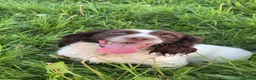 Springador dogs for sale: Springador pups  - Advert 1