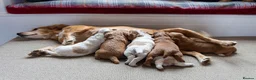 Cocker Spaniel dogs for sale: Beautiful KC Registered Cocker Spaniel Puppies  - Advert 9