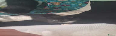 Mixed Breed Kitten 2