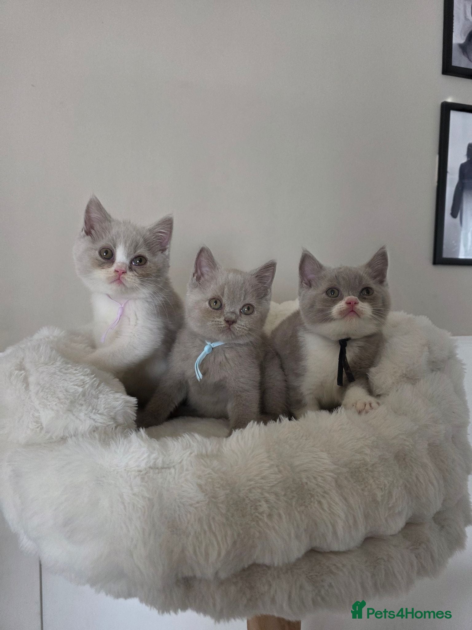 British Shorthair cats 3 Beautiful British Shorthairs READY NOW - Advert 5