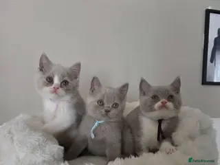 British Shorthair cats 3 Beautiful British Shorthairs READY NOW - Advert 5