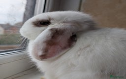 Lionhead rabbits for sale: Lion head and mini lop pair - Image 5