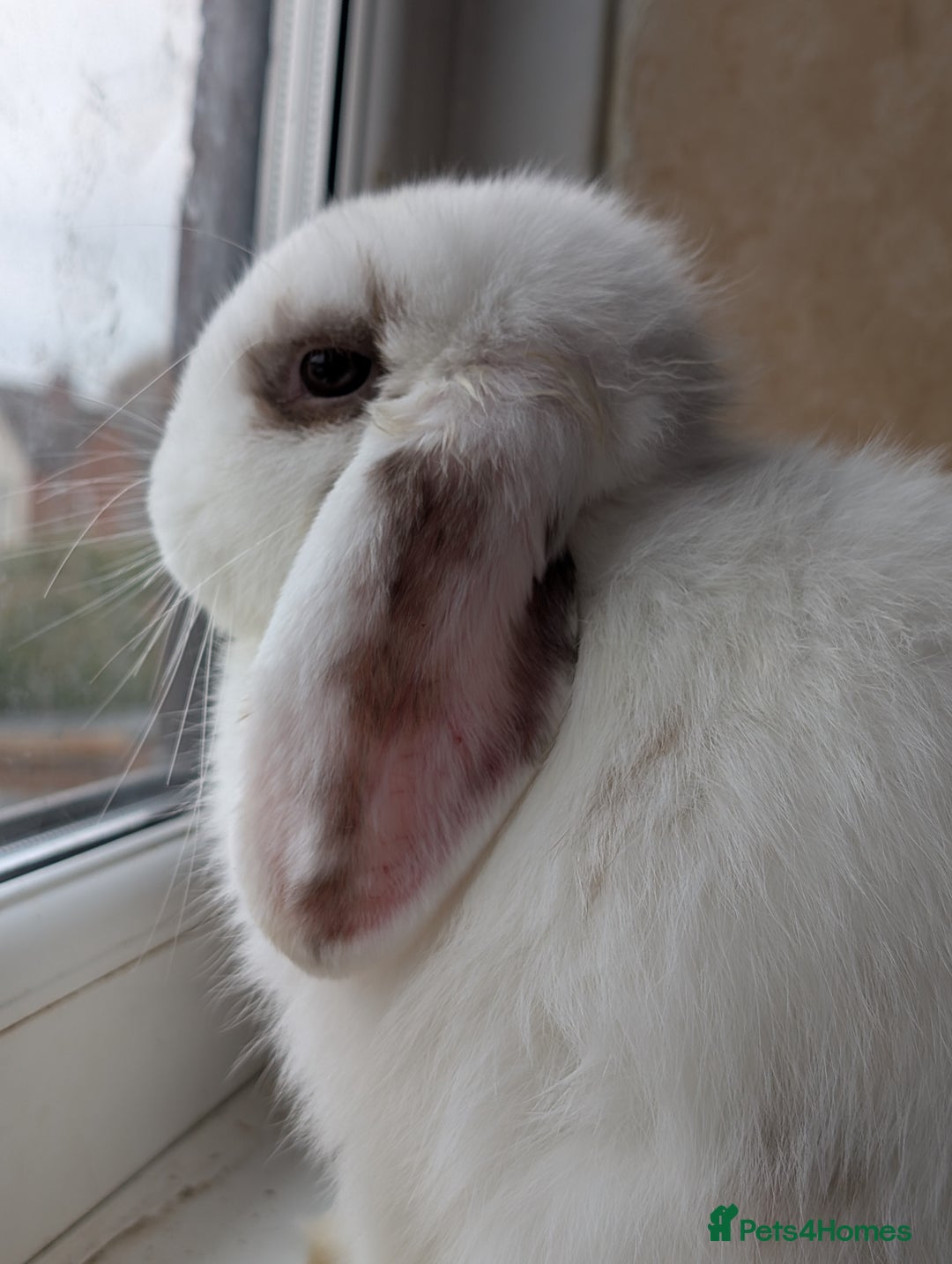 Lionhead rabbits for sale: Lion head and mini lop pair - Image 5