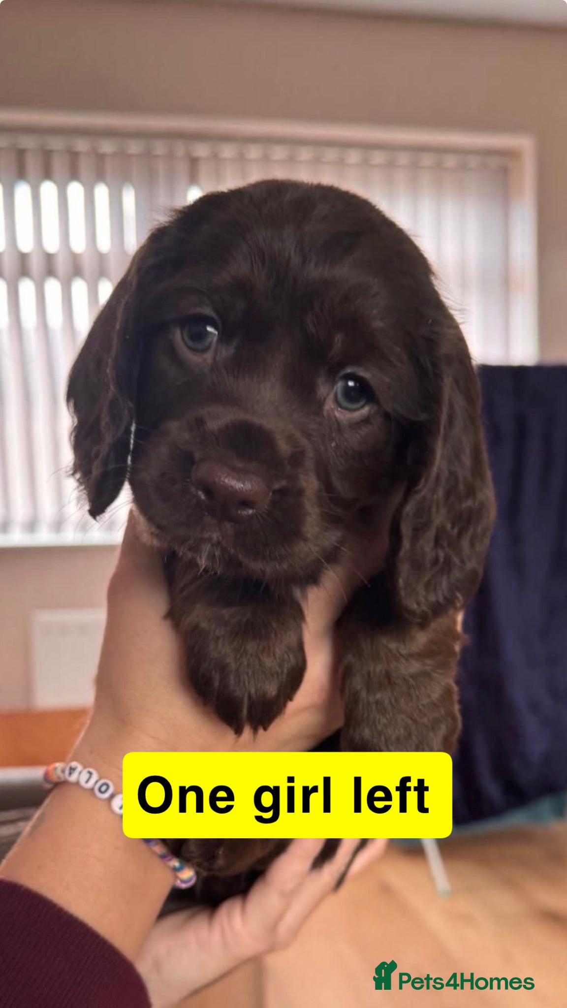 Cocker Spaniel dogs Stunning working cocker spaniel puppy’s  - Advert 6