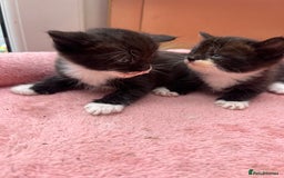 Mixed Breed cats for sale: Adorable ginger and black&white kittens  - Image 8