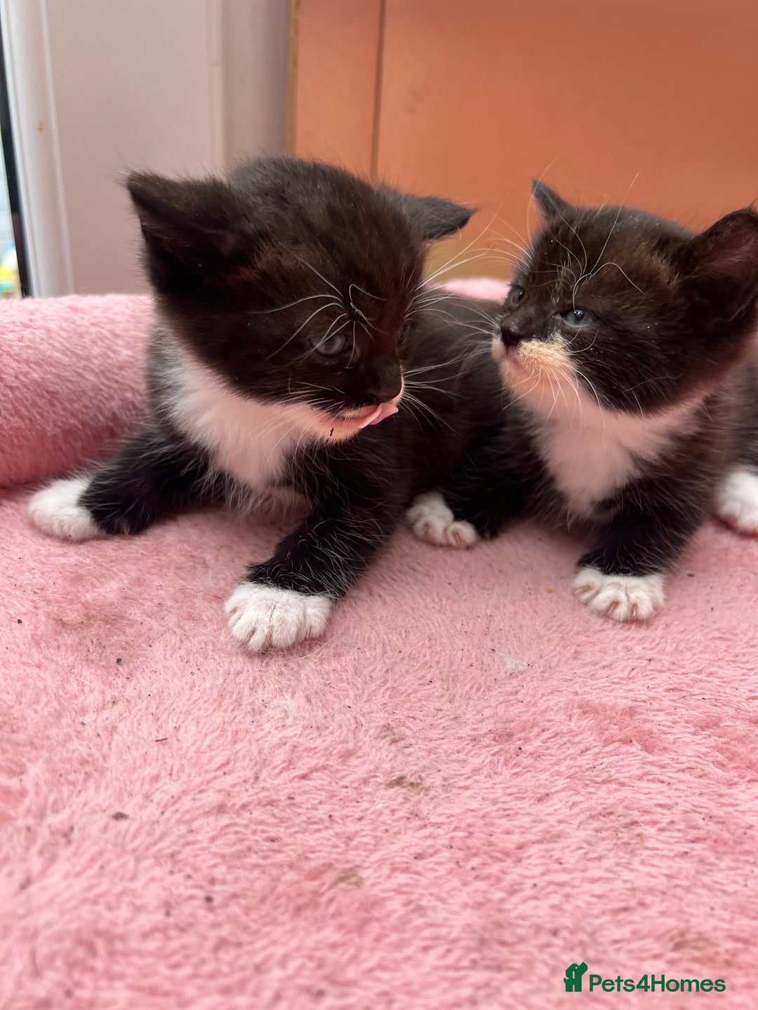 Mixed Breed cats for sale: Adorable ginger and black&white kittens  - Image 8
