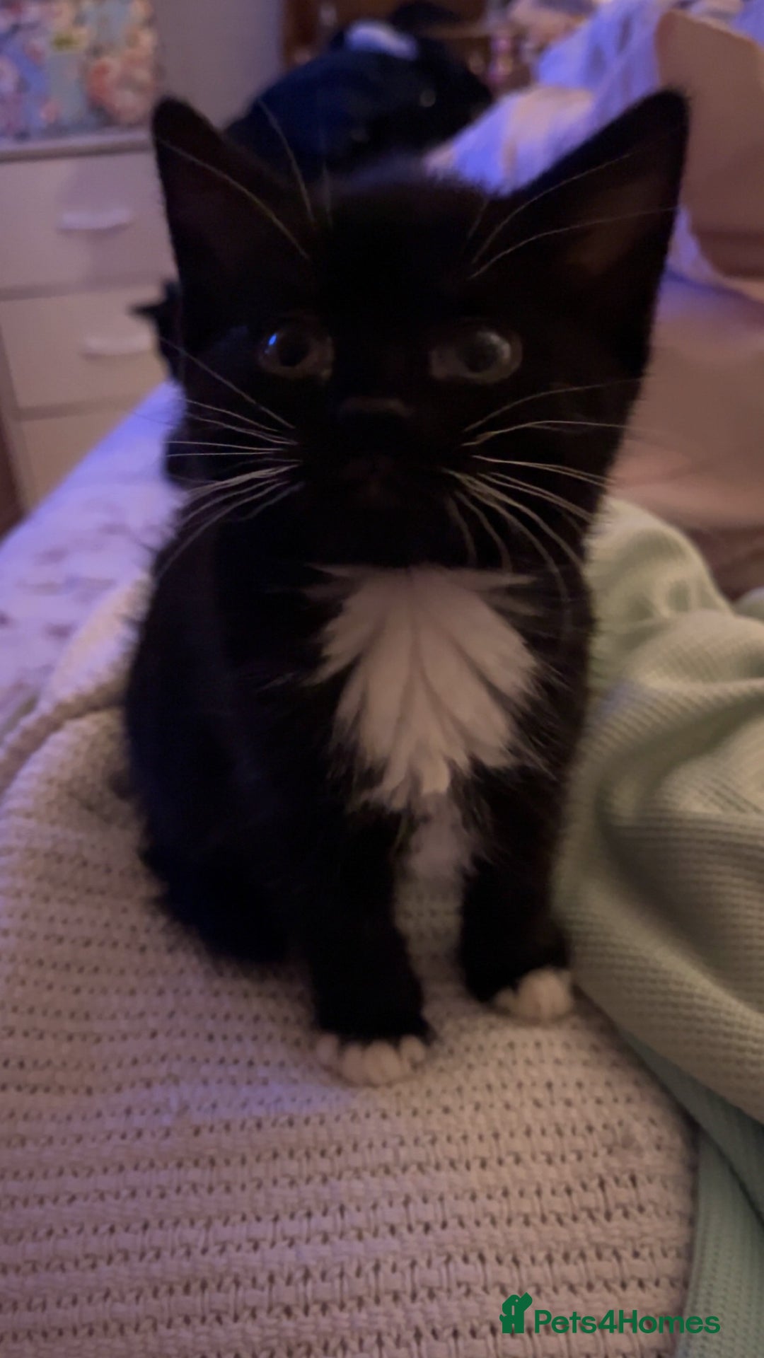 British Shorthair cats for sale: 1 kitten for sale! - Advert 3