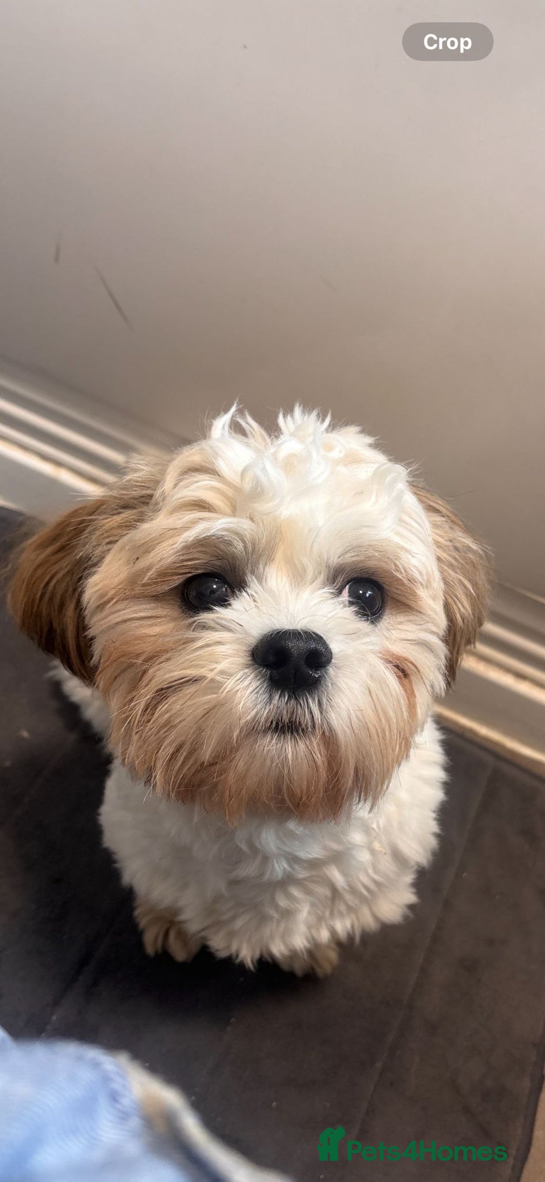 Malshi dogs for sale: Looking for a forever home - Image 3