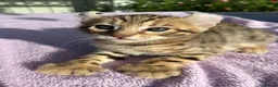 Keetso cats for sale: Stunning wild looking polydactyl curl ear keetsos  - Advert 10