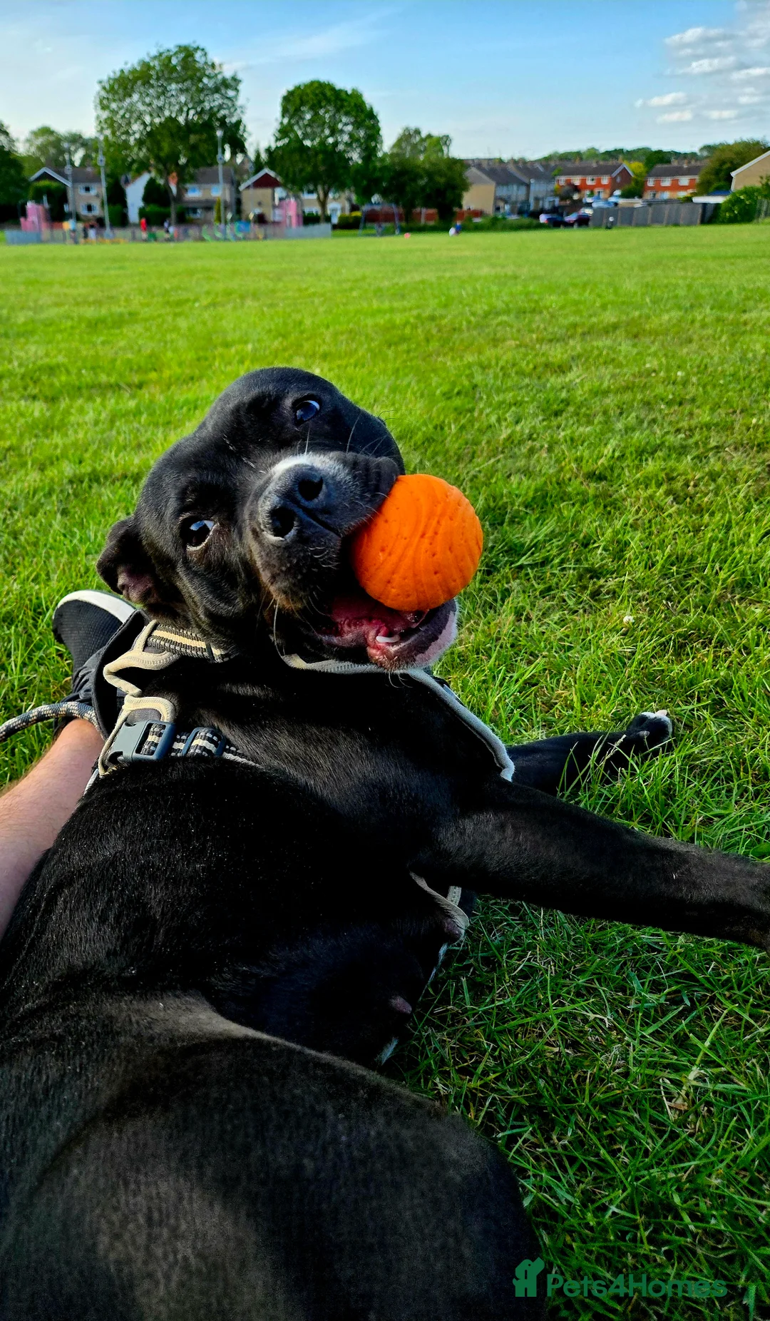 Mixed Breed dogs for sale: Mix Staffy for sale - Advert 3