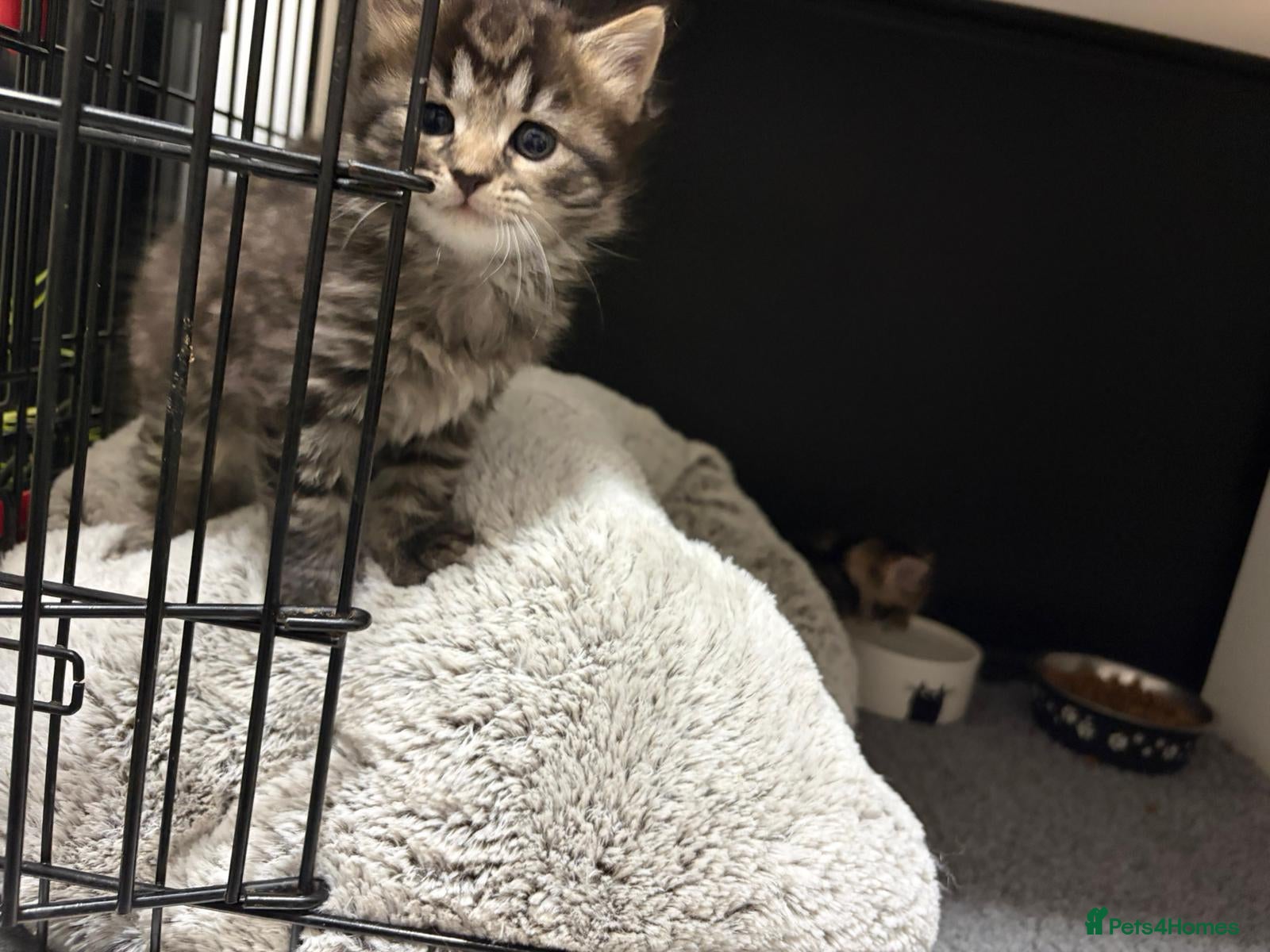 Mixed Breed cats Maine coon x domestic short hair  - Advert 1