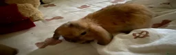 Mini Lion Lop rabbits for sale: ⭐️Beautiful fluffy Lionlops⭐️ - Advert 4