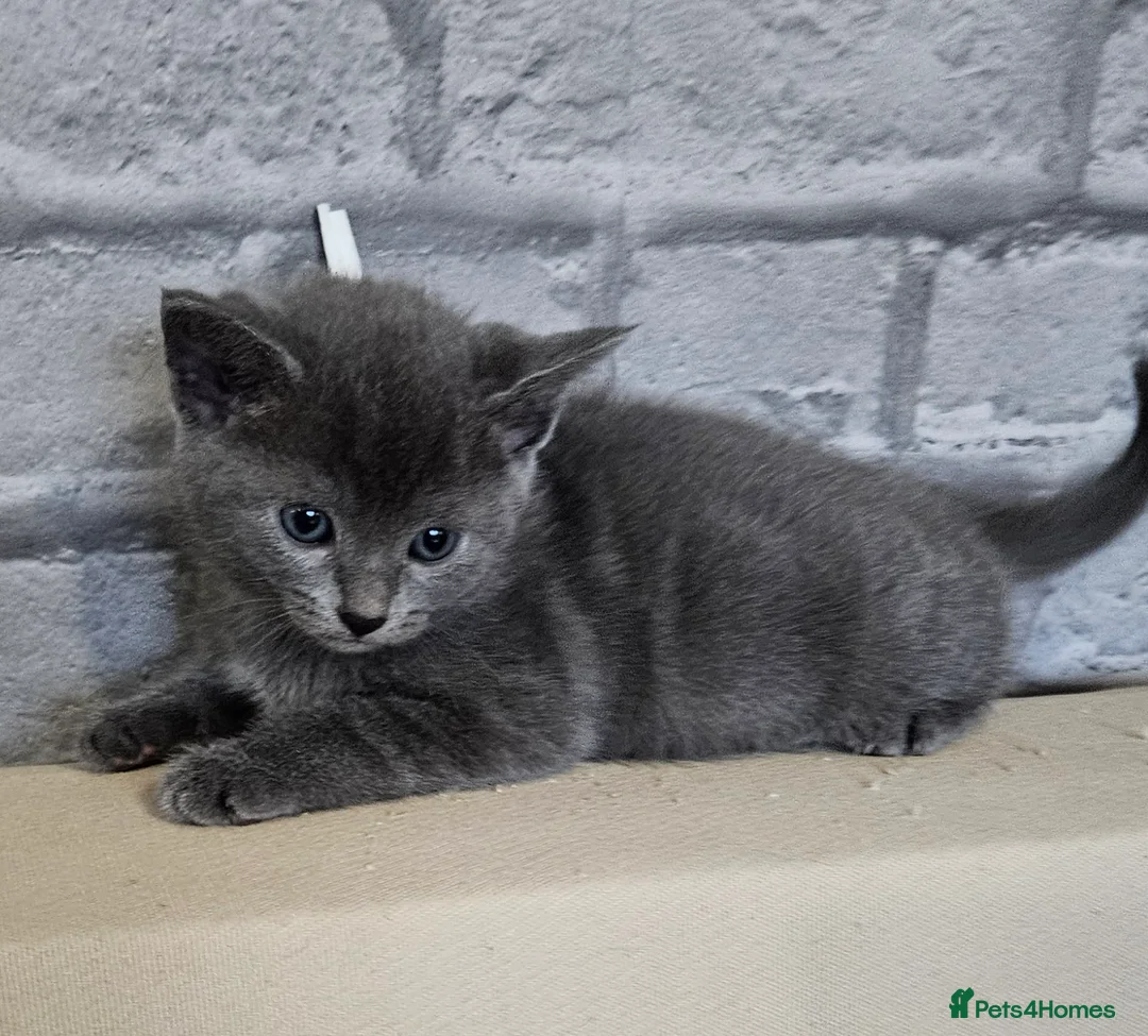 Russian Blue cats for sale: Russian blue  - Advert 11
